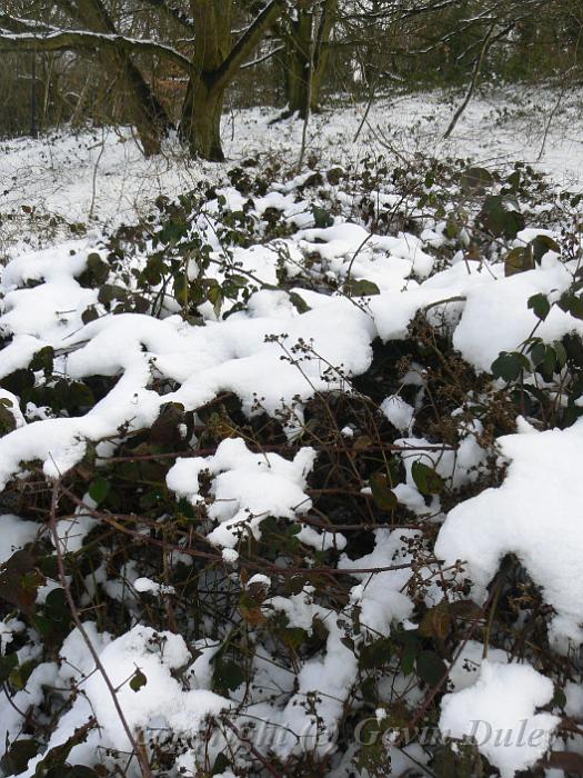 Snow and bramble patterns, Winter, Hampstead Heath P1070431.JPG